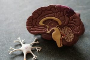 Brain anatomy doll